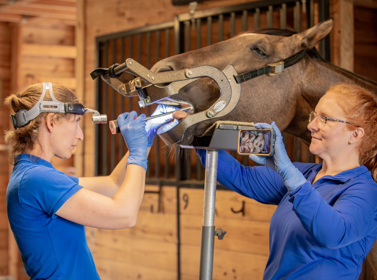 Equine dental procedure